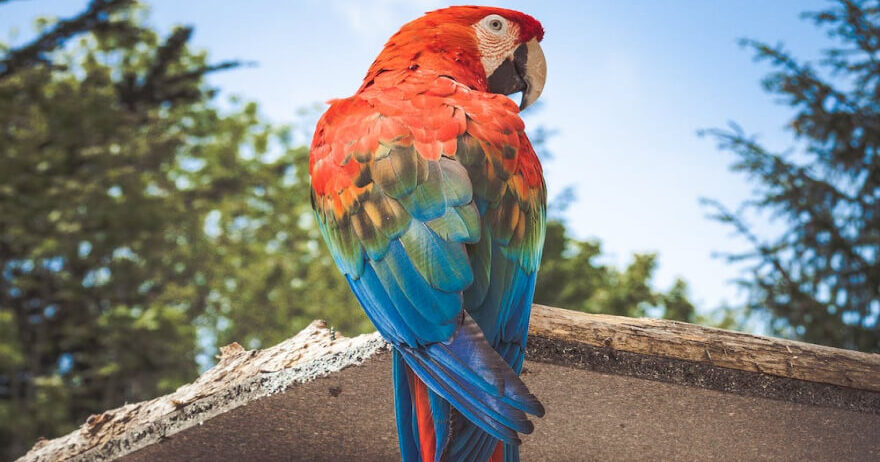 Macaw Perched