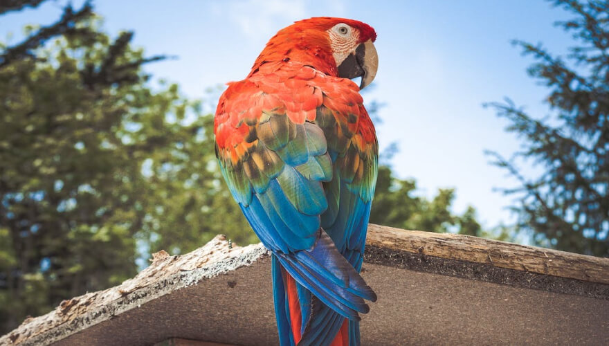 Macaw Perched