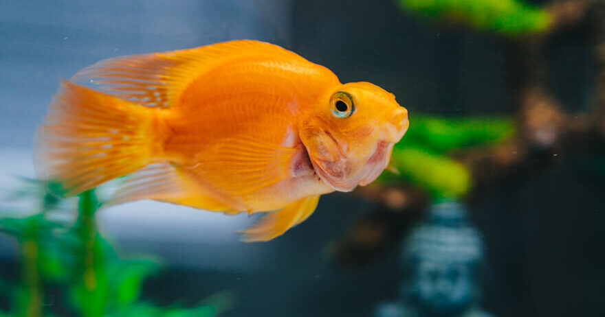 Gold Fish Platy