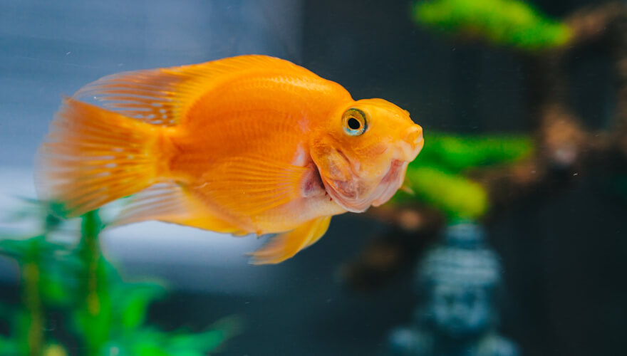 Gold Fish Platy