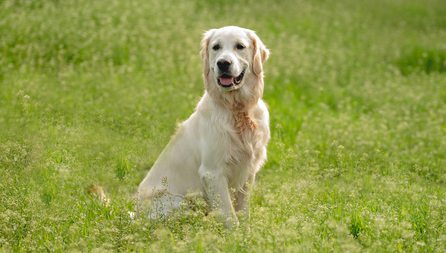 Labrador retriever